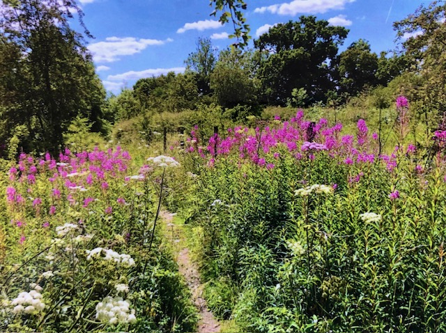 Bedmond Lane Wildlife Meadow could be lost to development.