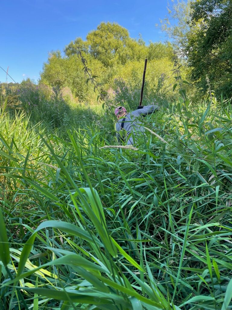 Water vole surveying on the River Ver. Photo: Debbie Bigg.