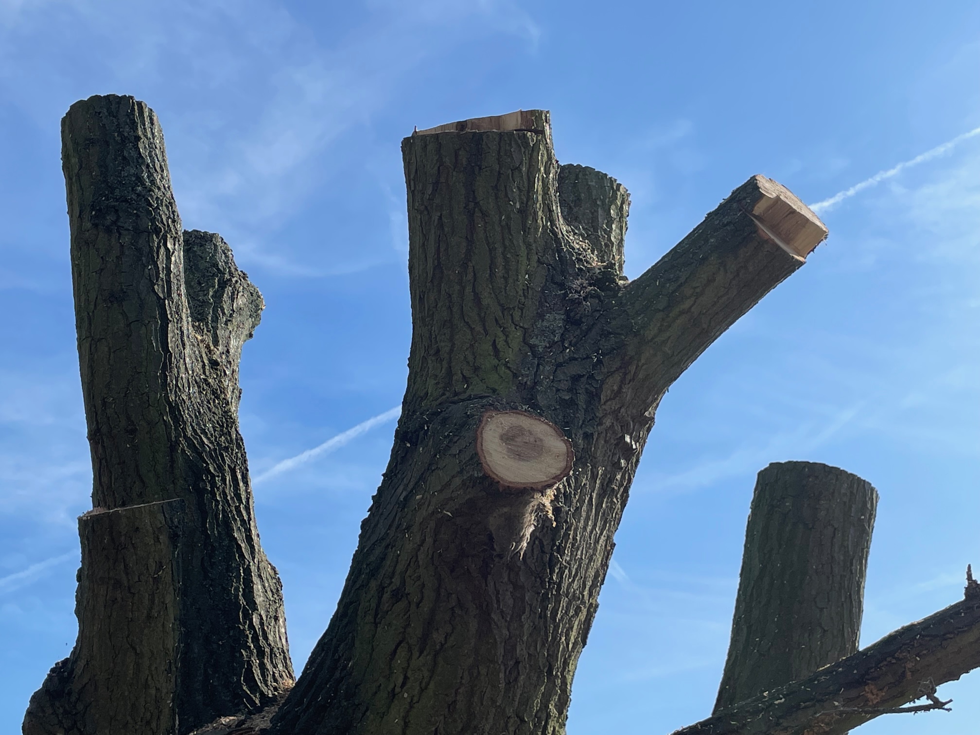 A 100-year-old oak tree has been chopped down by rail freight contractors.