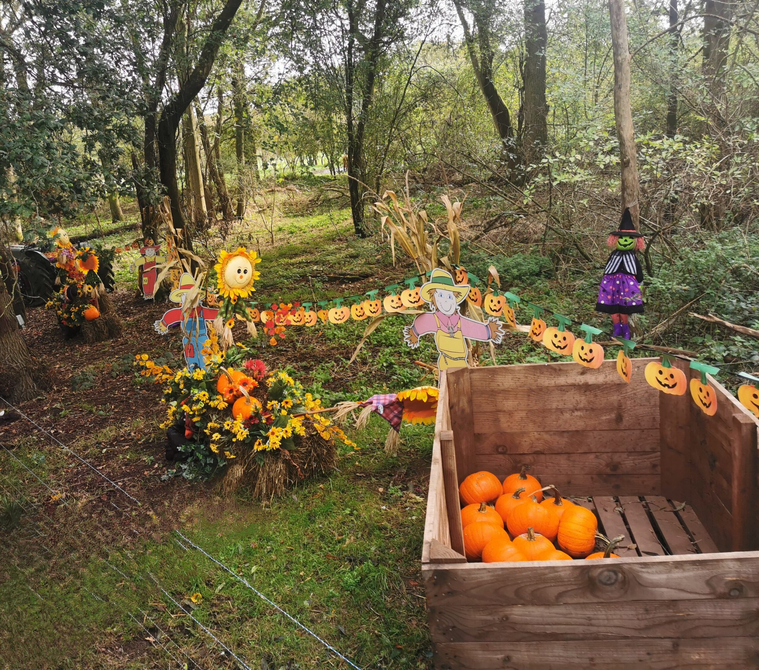 Halloween Pumpkin Festival at Willows Activity Farm.