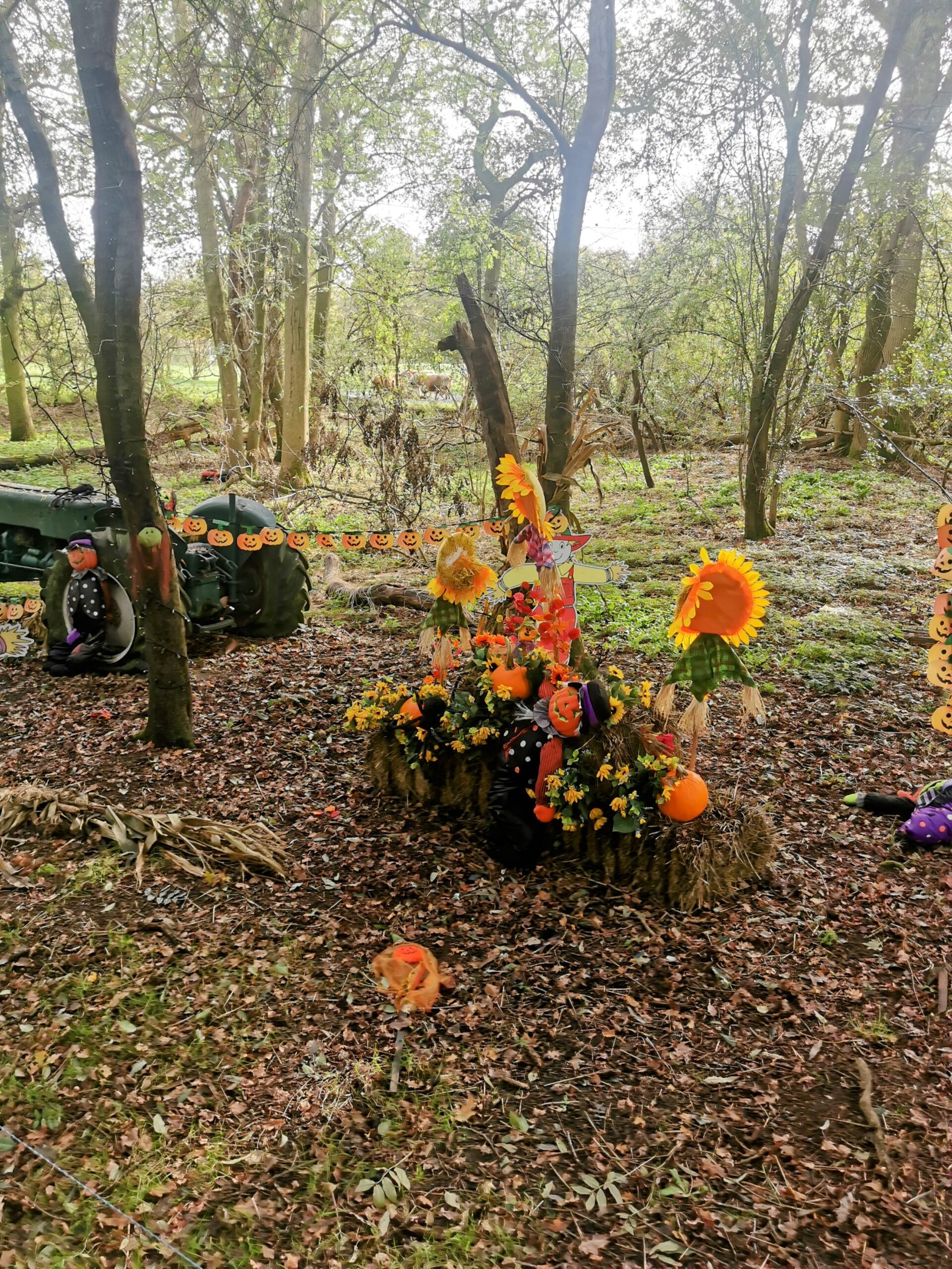 Halloween Pumpkin Festival at Willows Activity Farm.
