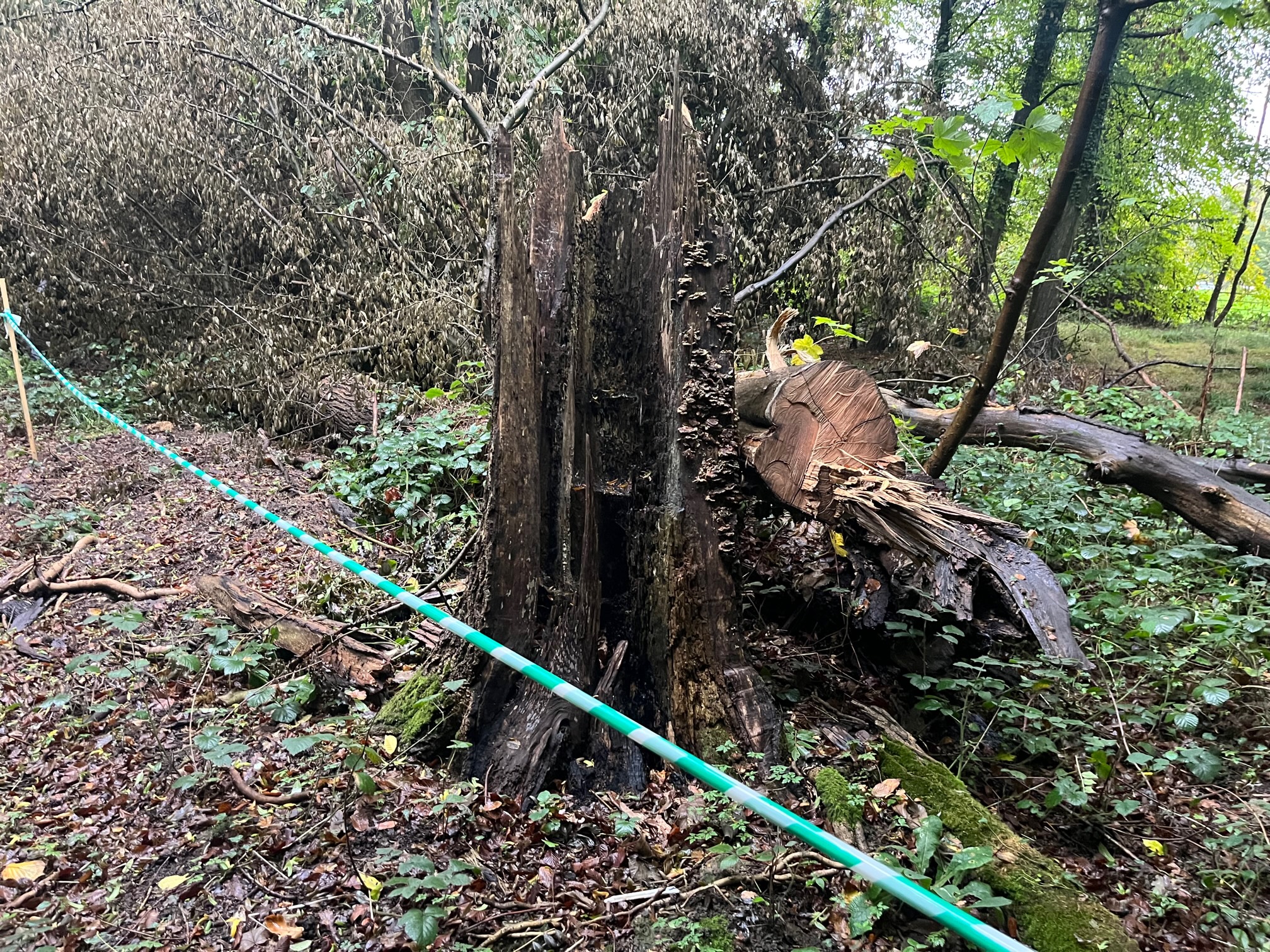 Trees and vegetation appears to have been cut down to create an alternative footpath through Oaklands College.