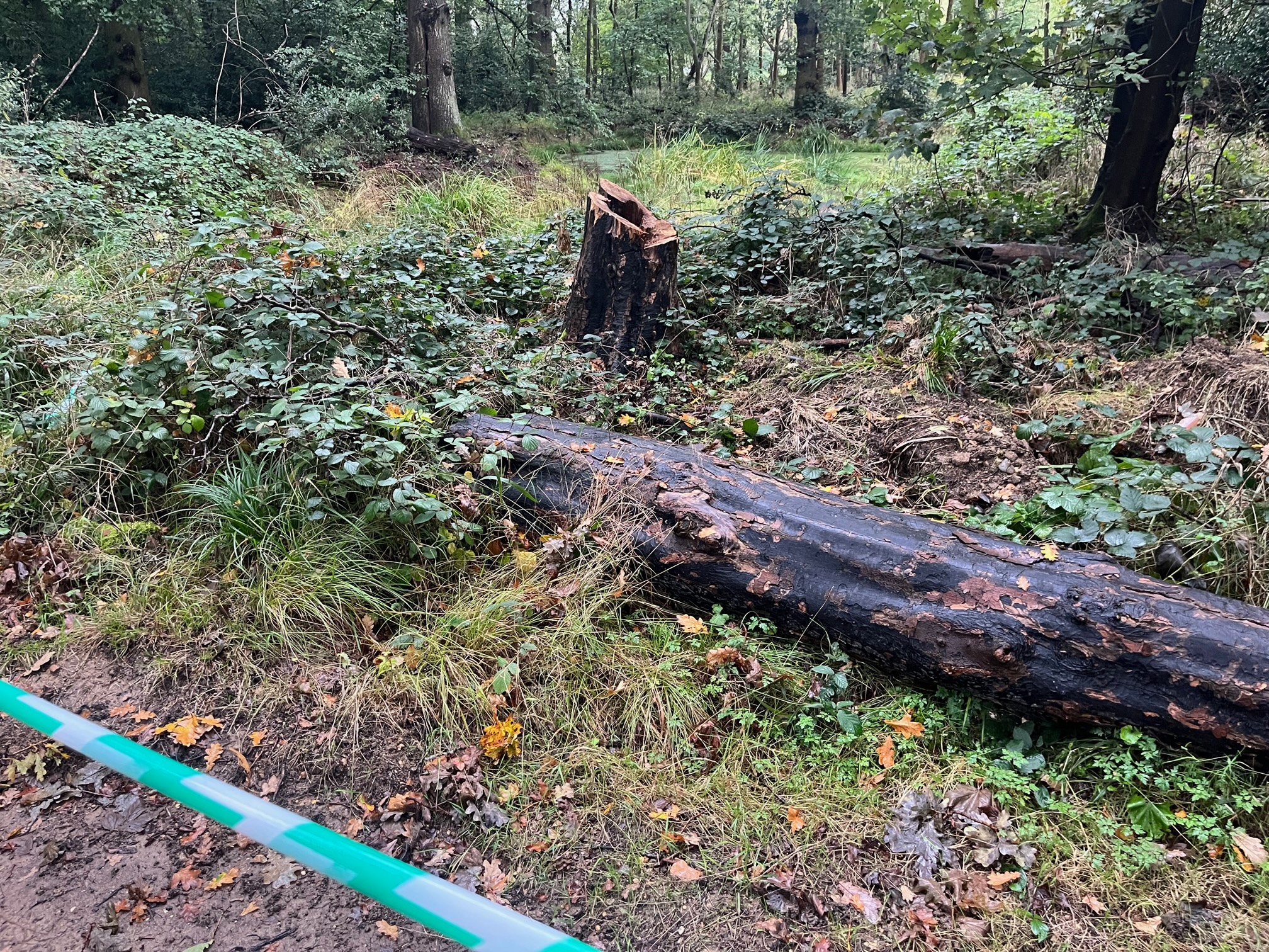 Trees and vegetation appears to have been cut down to create an alternative footpath through Oaklands College.
