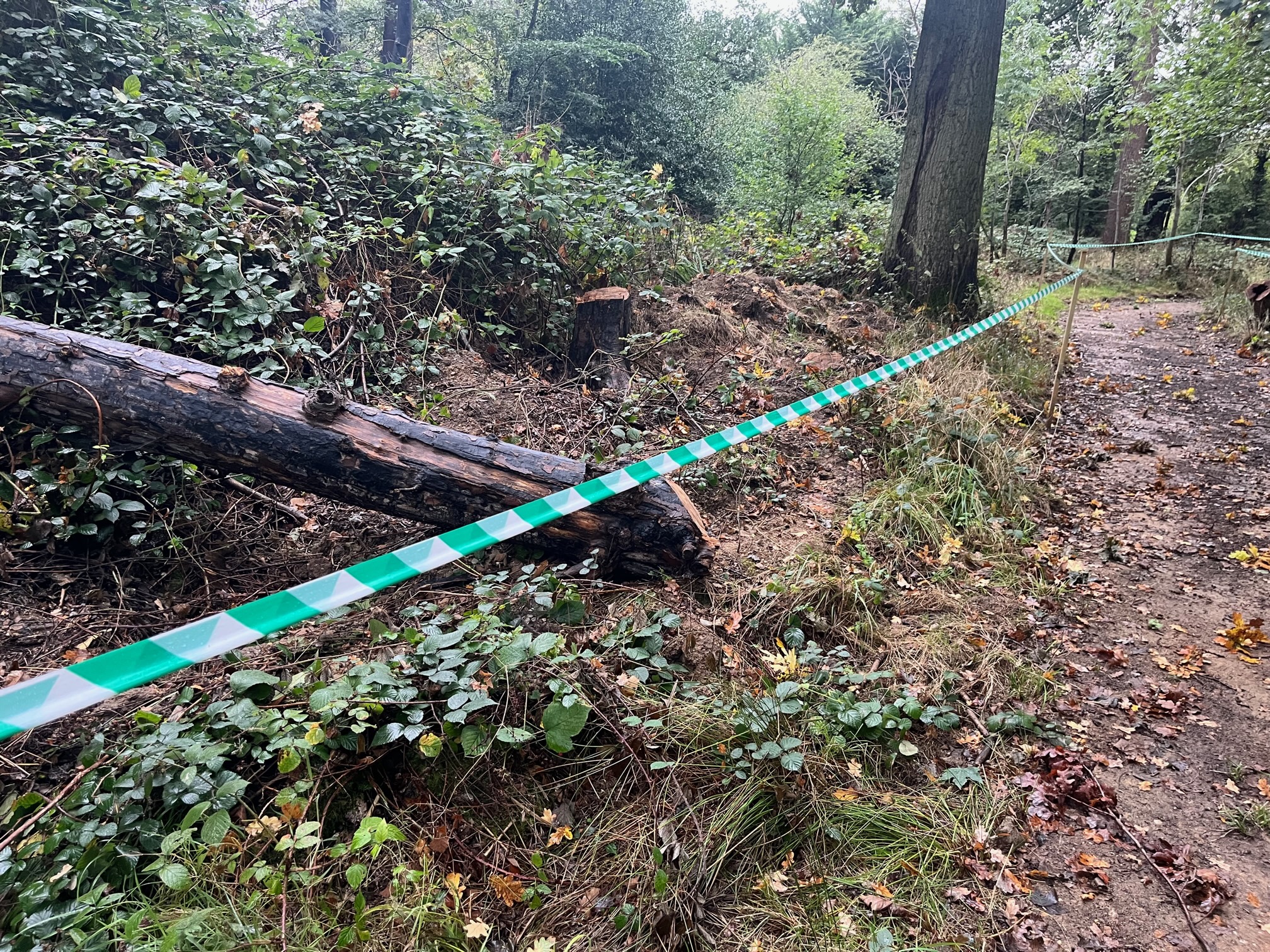 Trees and vegetation appears to have been cut down to create an alternative footpath through Oaklands College.