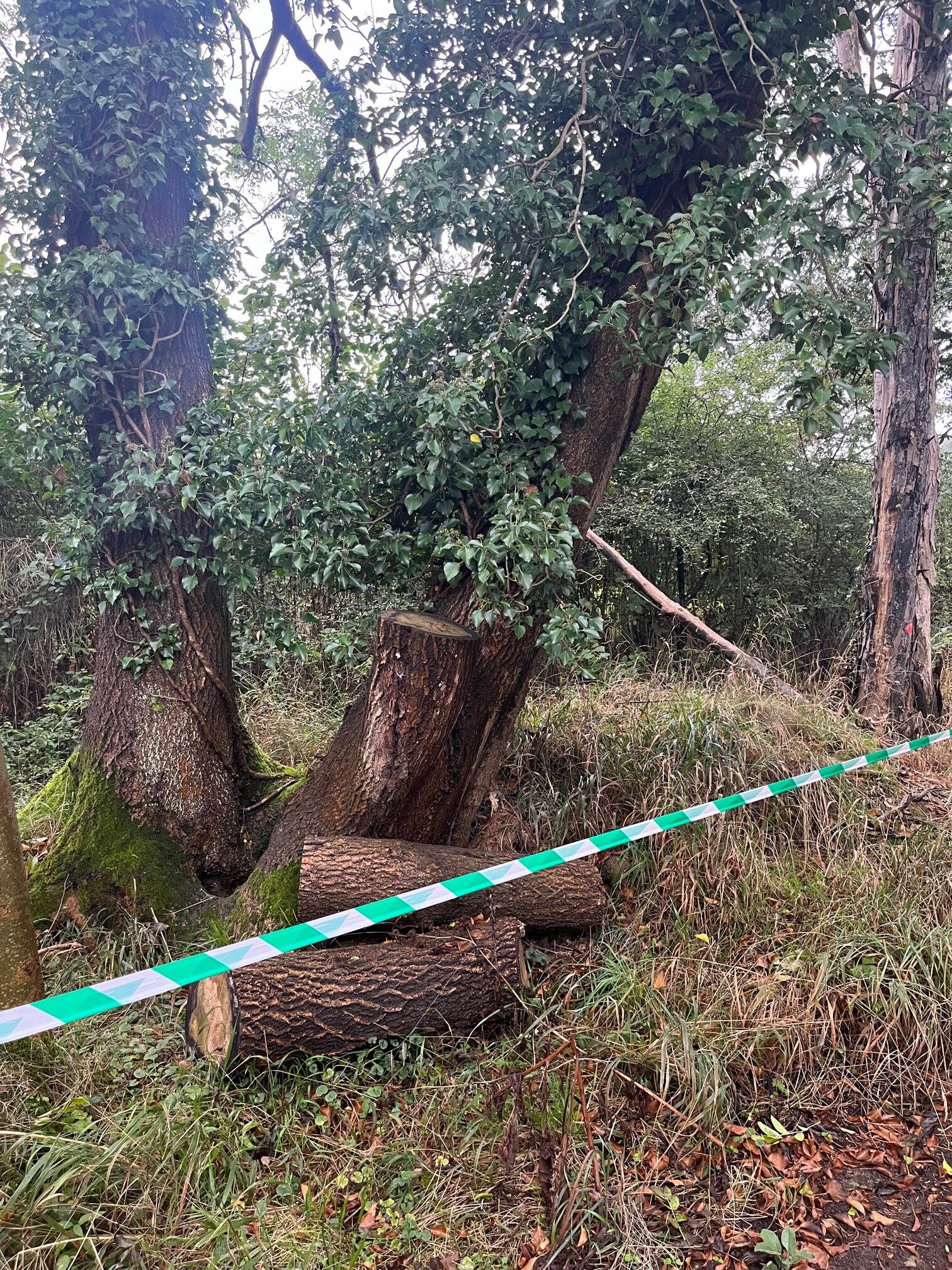 Trees and vegetation appears to have been cut down to create an alternative footpath through Oaklands College.