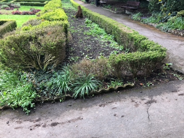 The Civic Rose Garden was in a state of neglect until volunteers began work to restore the space.