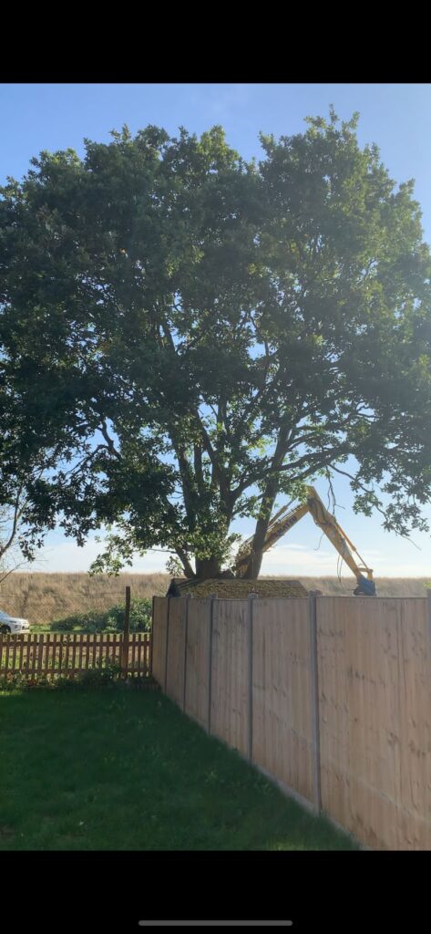 The tree behind Tash Alexander's garden was chopped down by contractors.