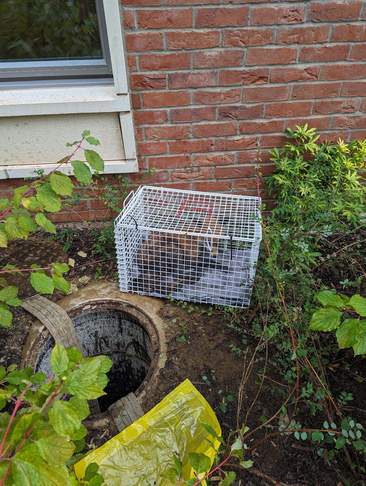 A fox was rescued from an open manhole by the RSPCA.