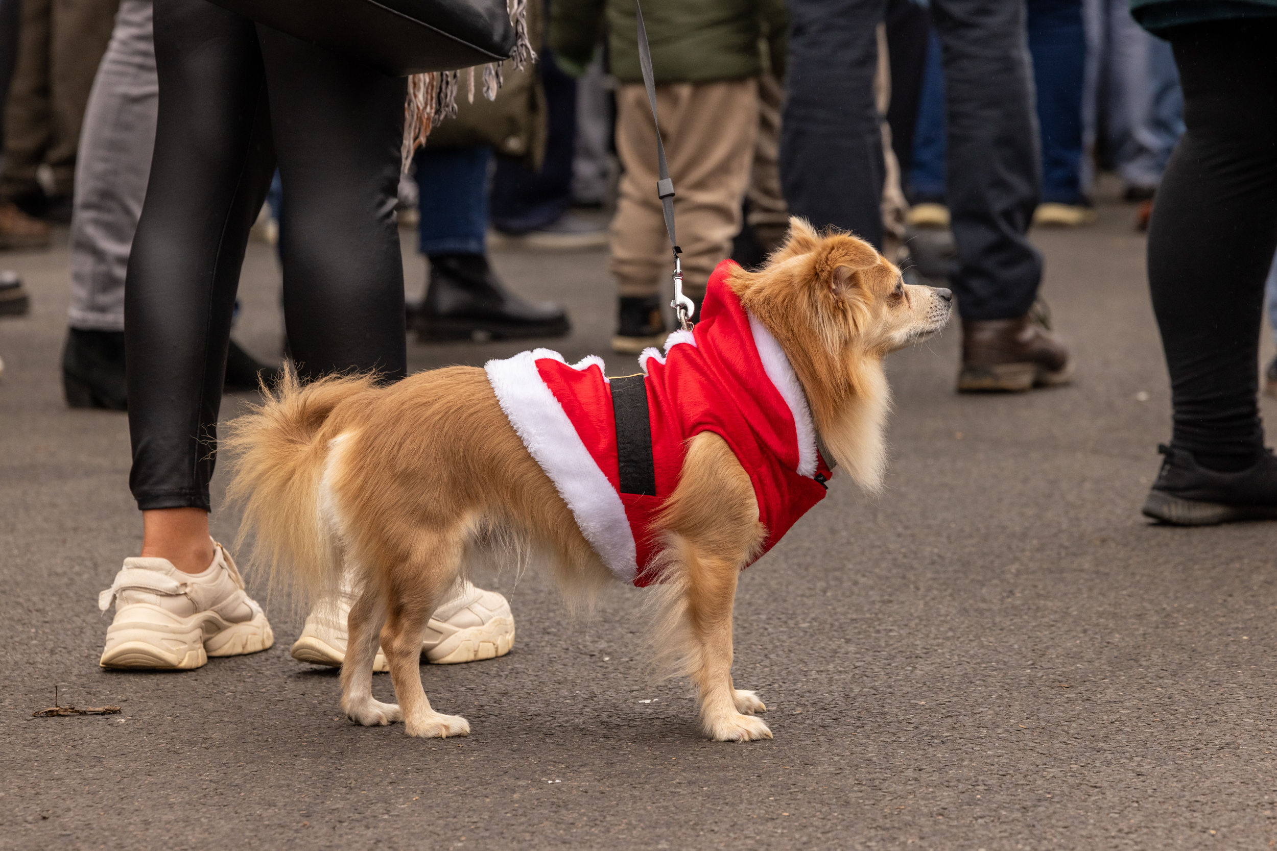 Harpenden Christmas Carnival. Photo: Steve Collins
