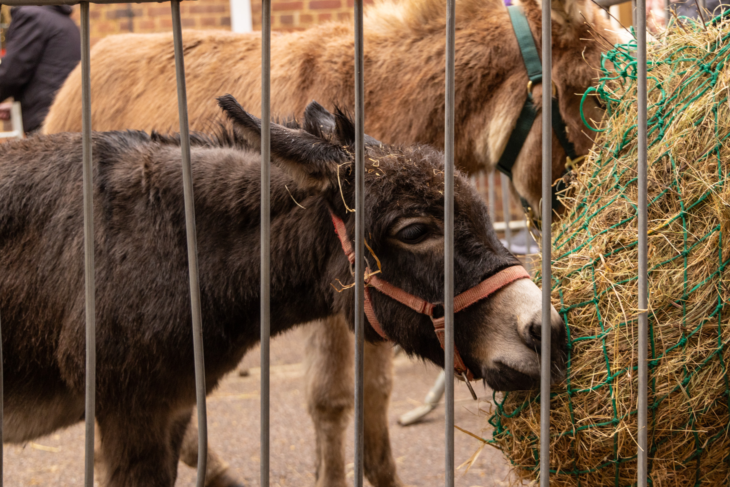 Harpenden Christmas Carnival. Photo: Steve Collins