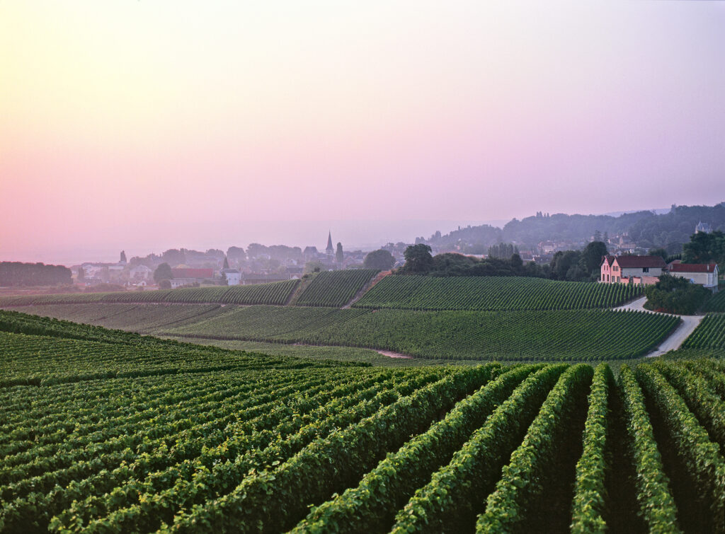 Champagne Palmer & Co vineyard.