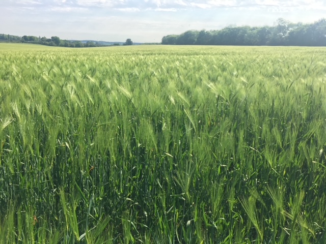 Green Belt land in St Albans at risk from development in the draft Local Plan.