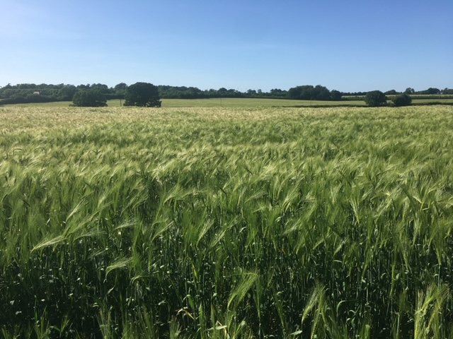Green Belt land in St Albans at risk from development in the draft Local Plan.
