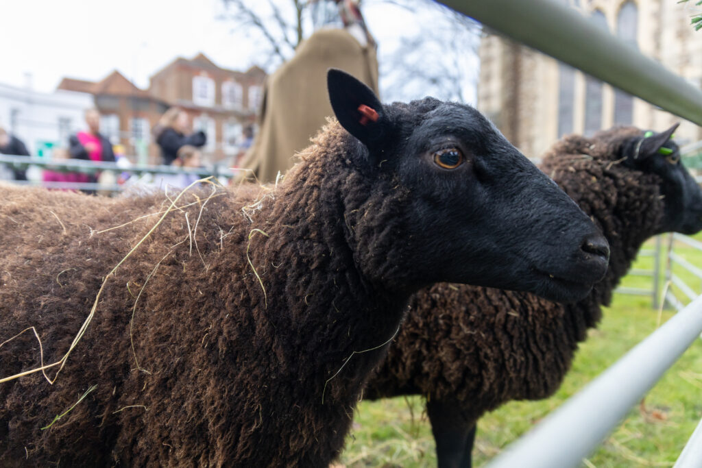 St Albans Cathedral's Live Nativity. Photo: Toby Shepheard.