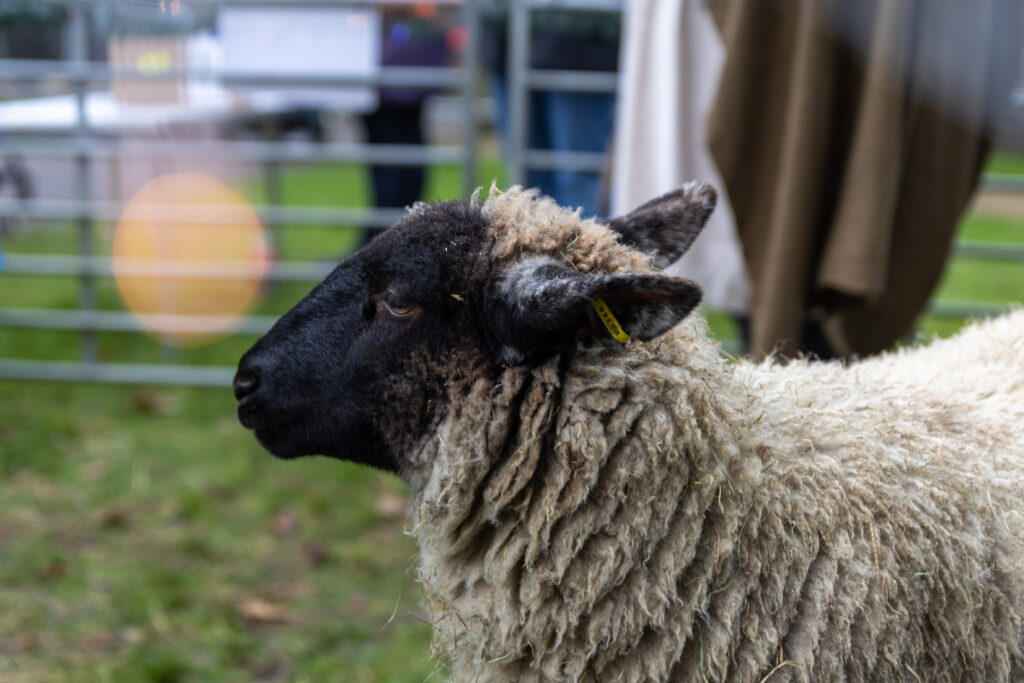 St Albans Cathedral's Live Nativity. Photo: Toby Shepheard.