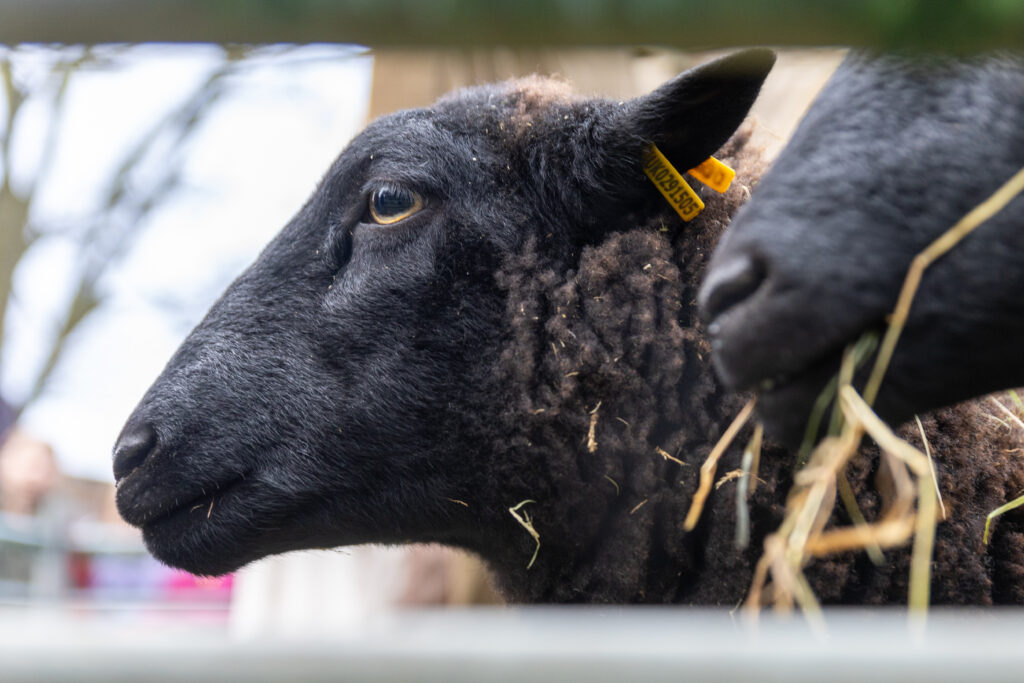 St Albans Cathedral's Live Nativity. Photo: Toby Shepheard.