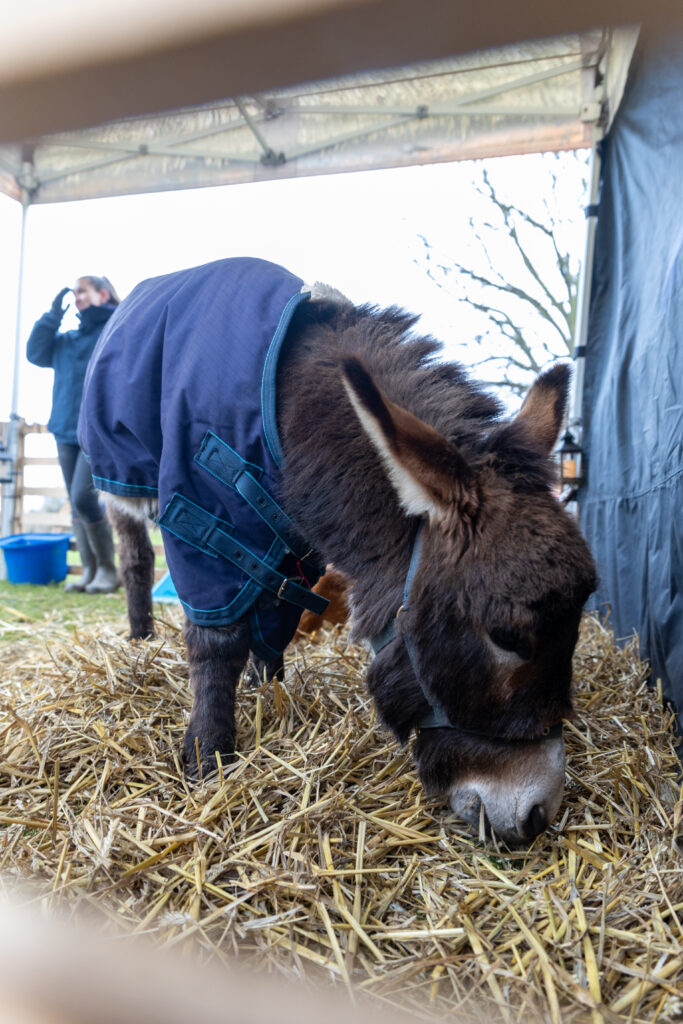 St Albans Cathedral's Live Nativity. Photo: Toby Shepheard.