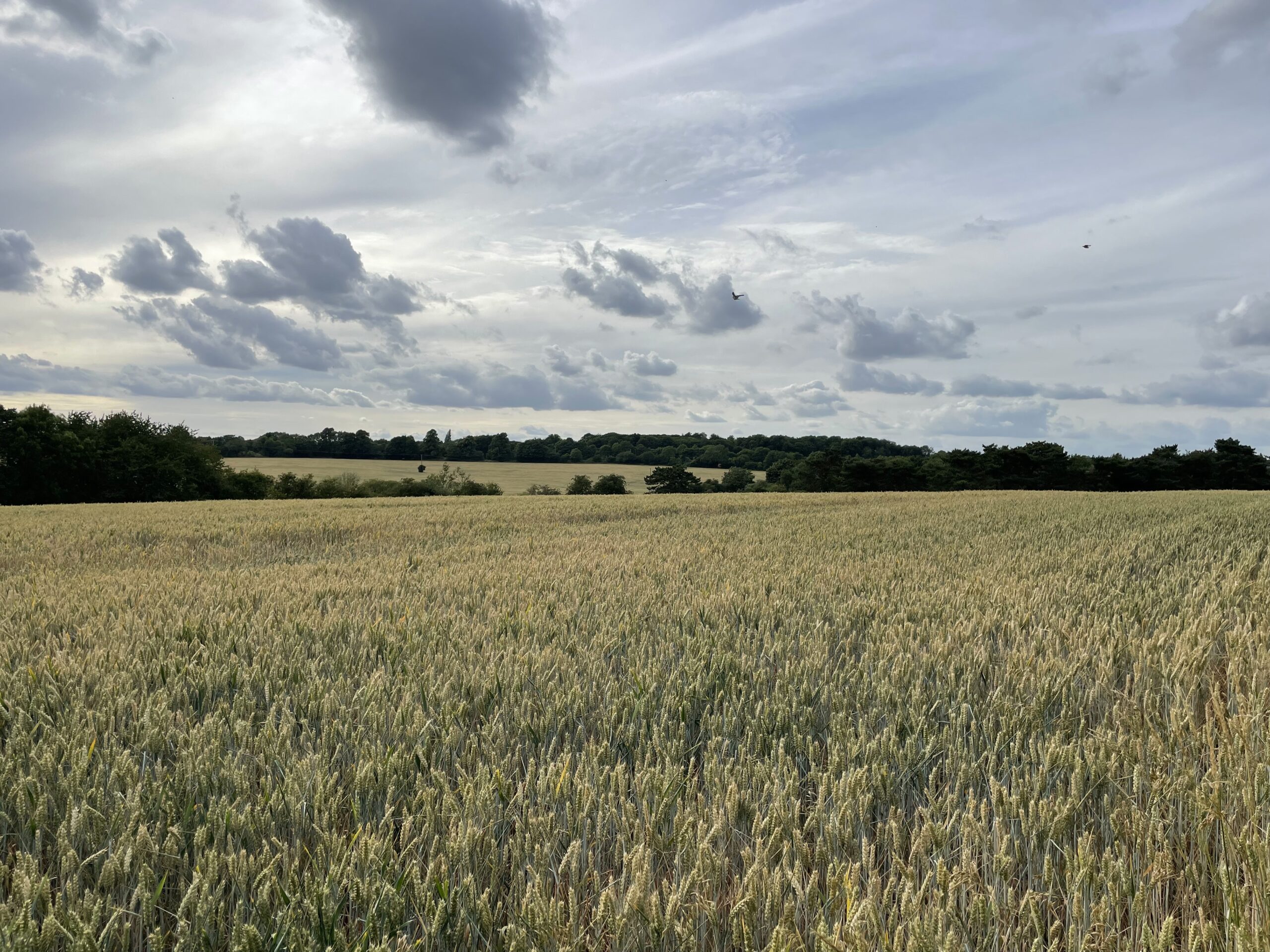 Land threatened with development in Park Street.
