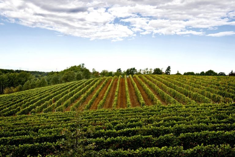 A Gavi vineyard