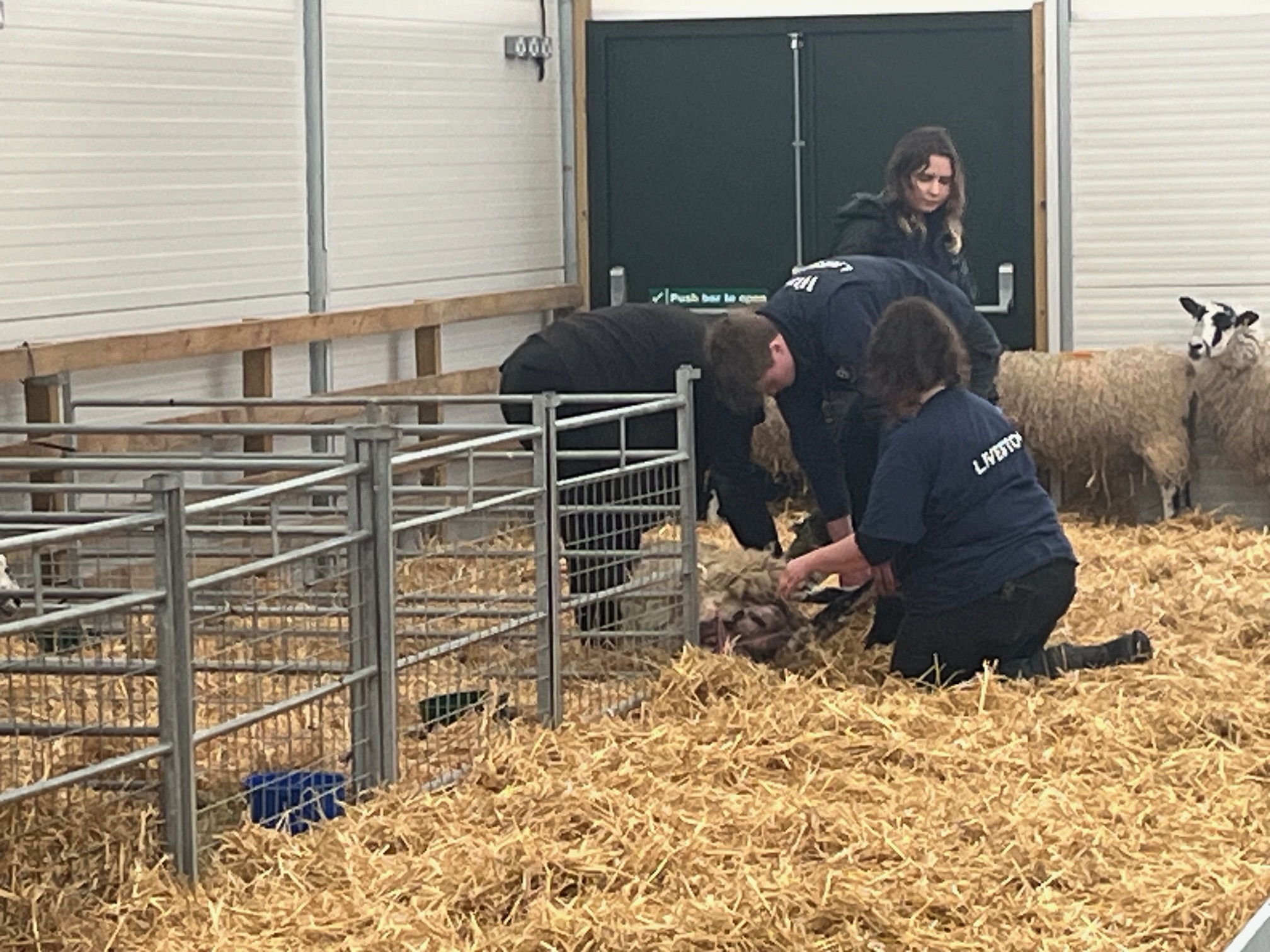 February Frolics is at Willows Activity Farm this half-term.