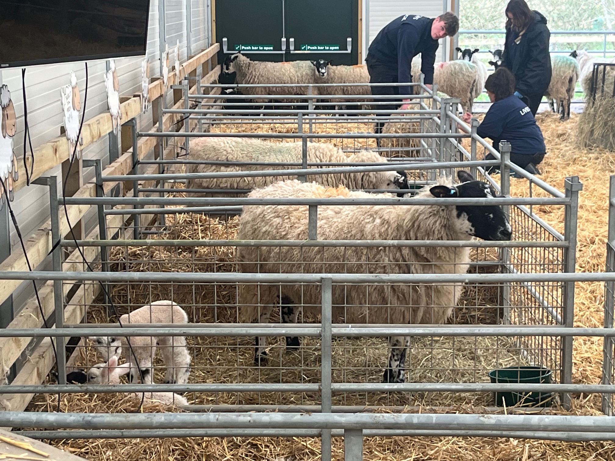 February Frolics is at Willows Activity Farm this half-term.