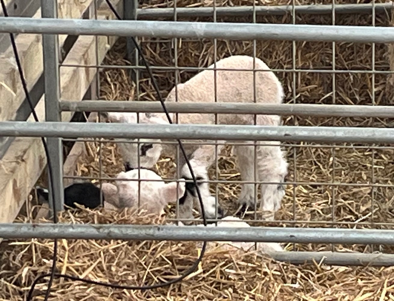 February Frolics is at Willows Activity Farm this half-term.
