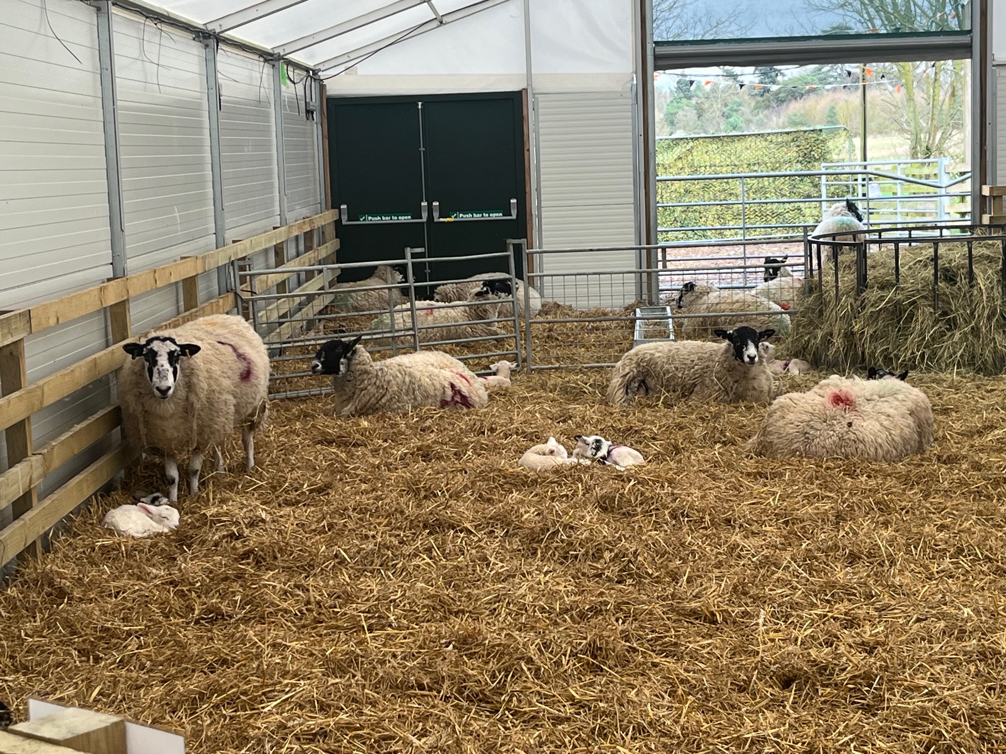 February Frolics is at Willows Activity Farm this half-term.