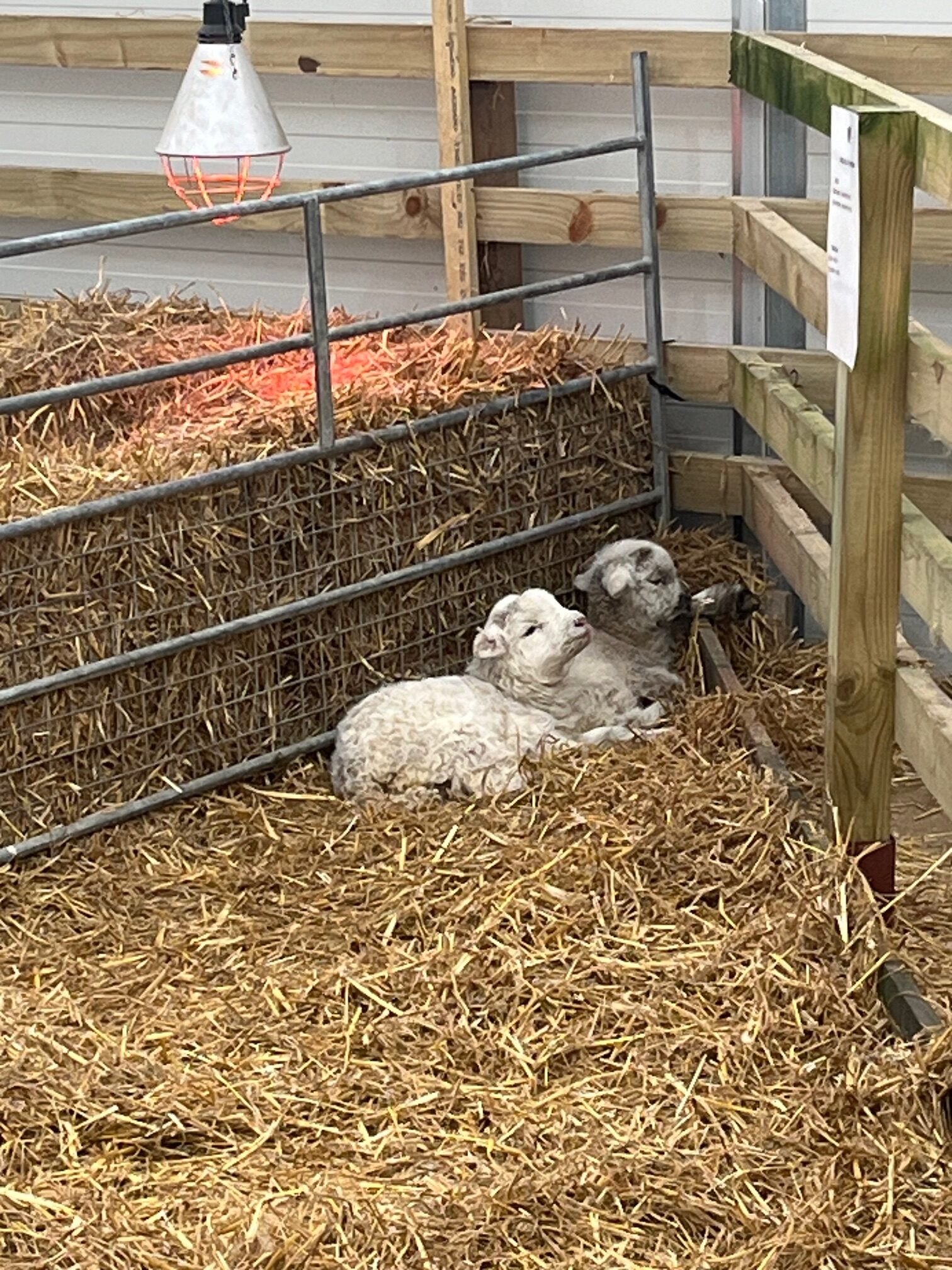 February Frolics is at Willows Activity Farm this half-term.