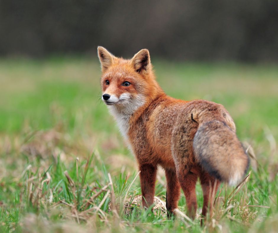 Did you see illegal fox hunt in Wheathampstead? Photo: Canva
