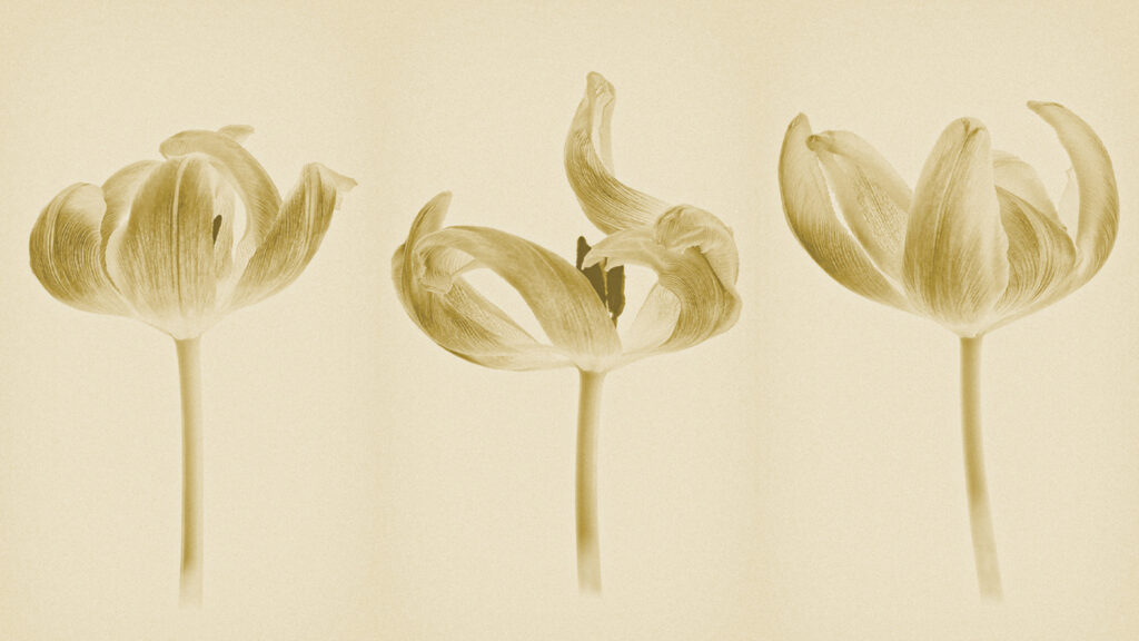 Harpenden Photographic Society's annual exhibition is on April 27.