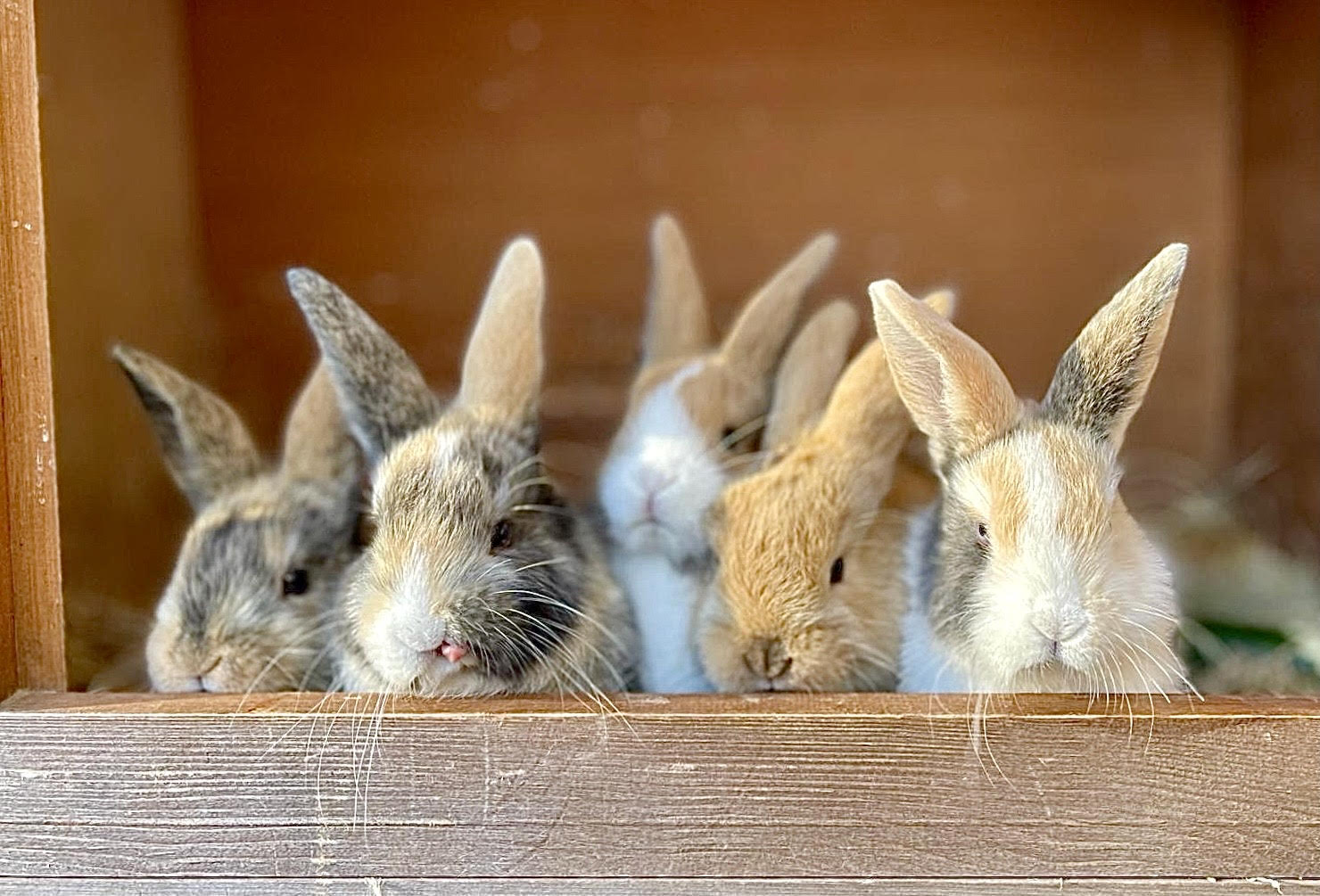 Lianne's bunnies