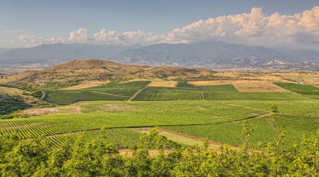 Logodaj vineyards