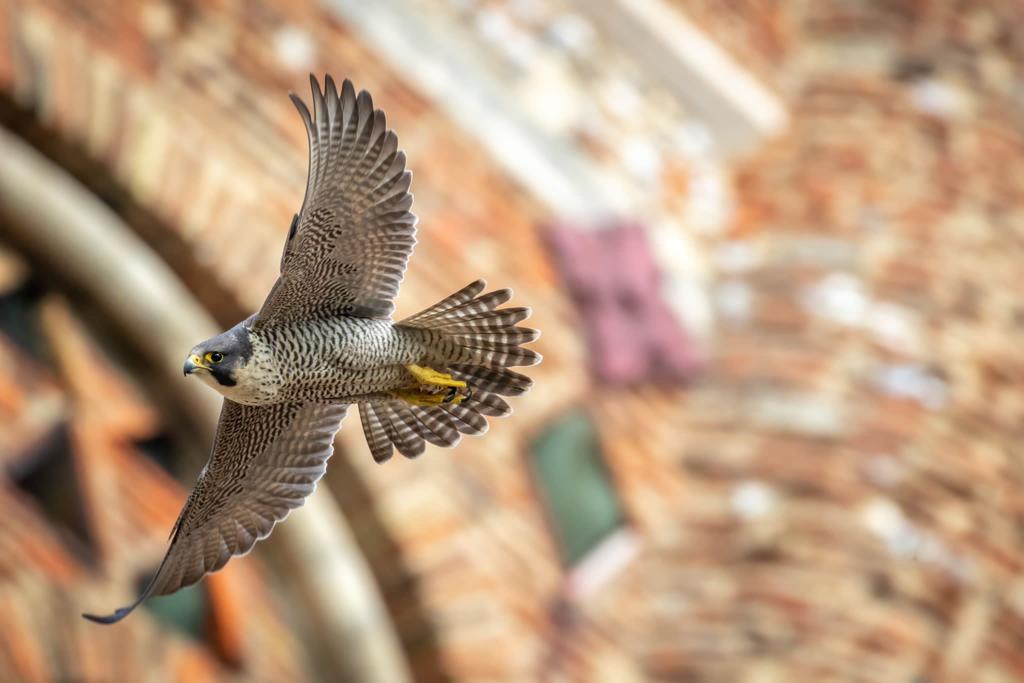 Male peregrine - Patrick Wainwright