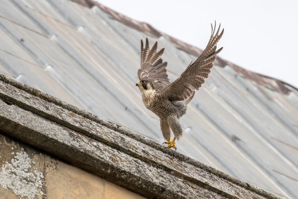 Peregrine at St Albans Cathedral (c) Patrick Wainwright