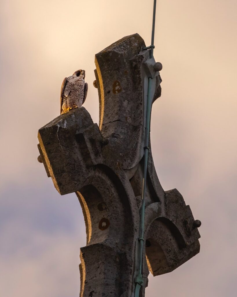 Peregrine on a cross at sunset (c) Patrick Wainwright