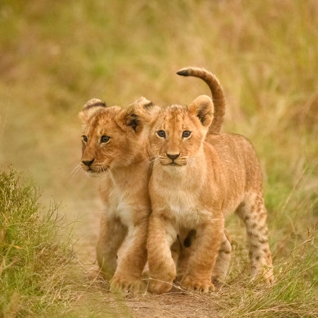 Harpenden Photographic Society's annual exhibition is on April 27.