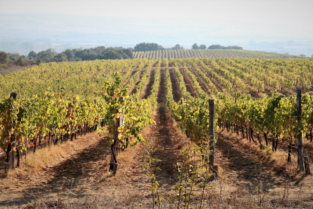 Tamianka Vineyard