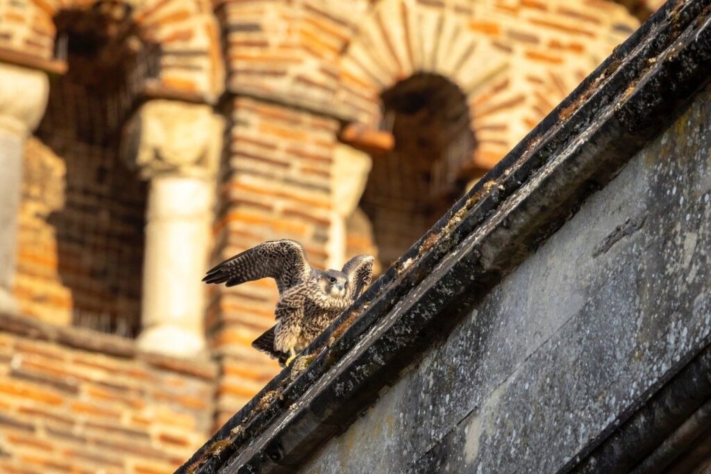 Young peregrine on Cathedral (c) Patrick Wainwright