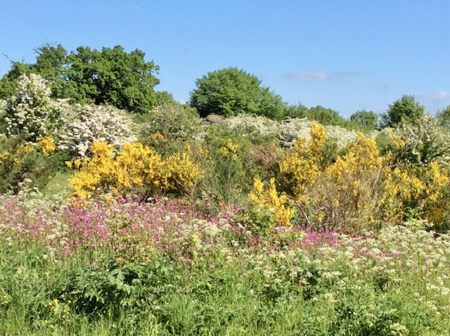 Bedmond Meadow. Photo by Dr Robert Wareing.