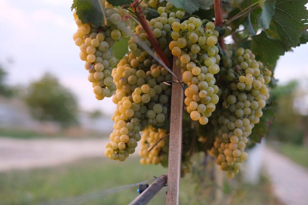 Ukrainian vineyards