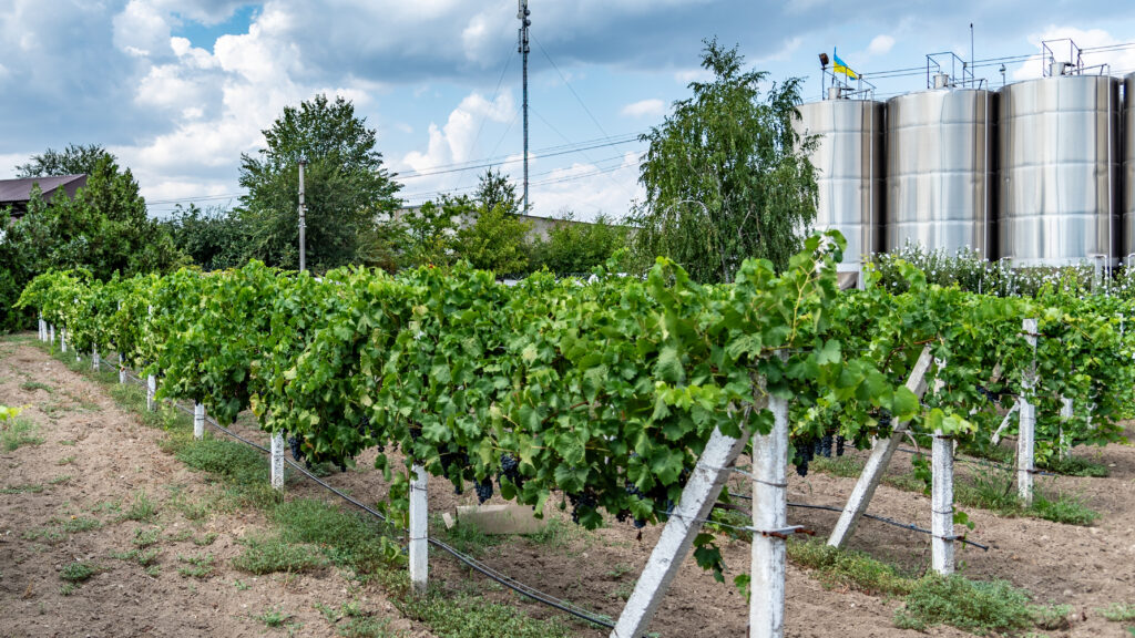 Ukrainian vineyards