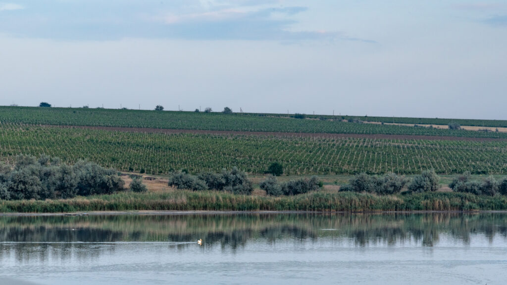 Ukrainian vineyards