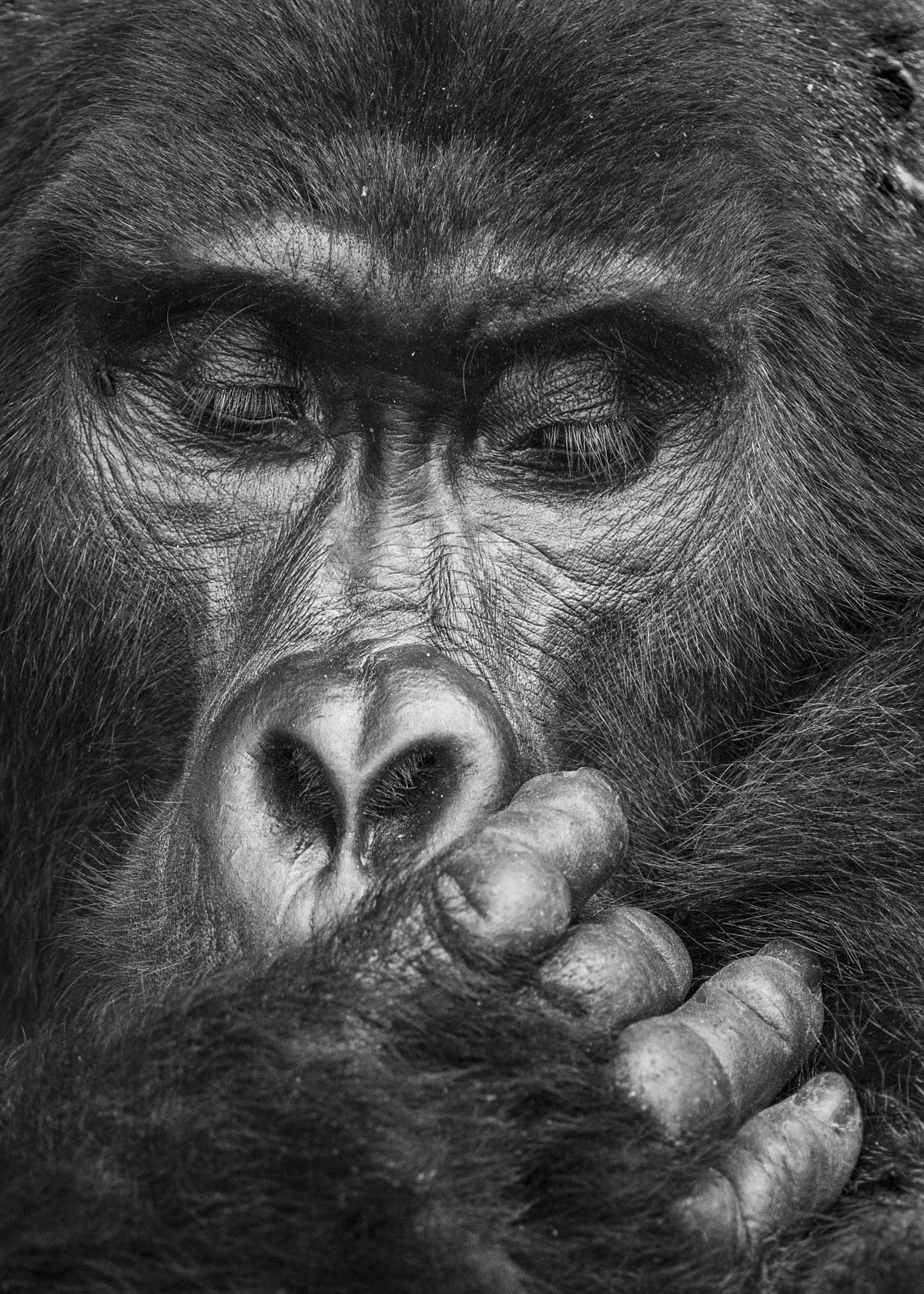 Deep In Thought by Julie Cawthorpe.
