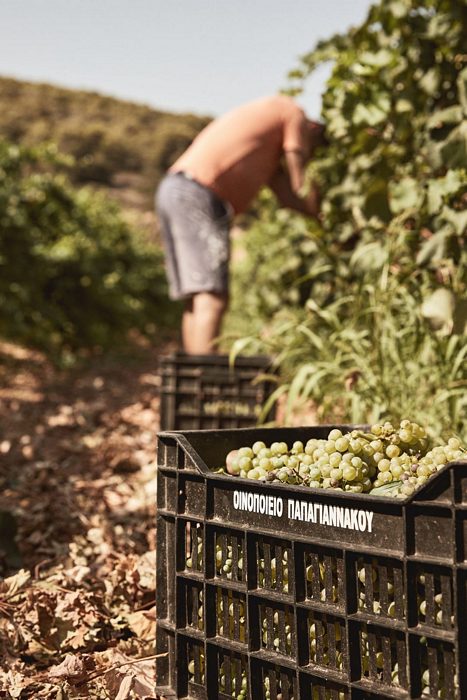 Greek wine has undergone a renaissance.