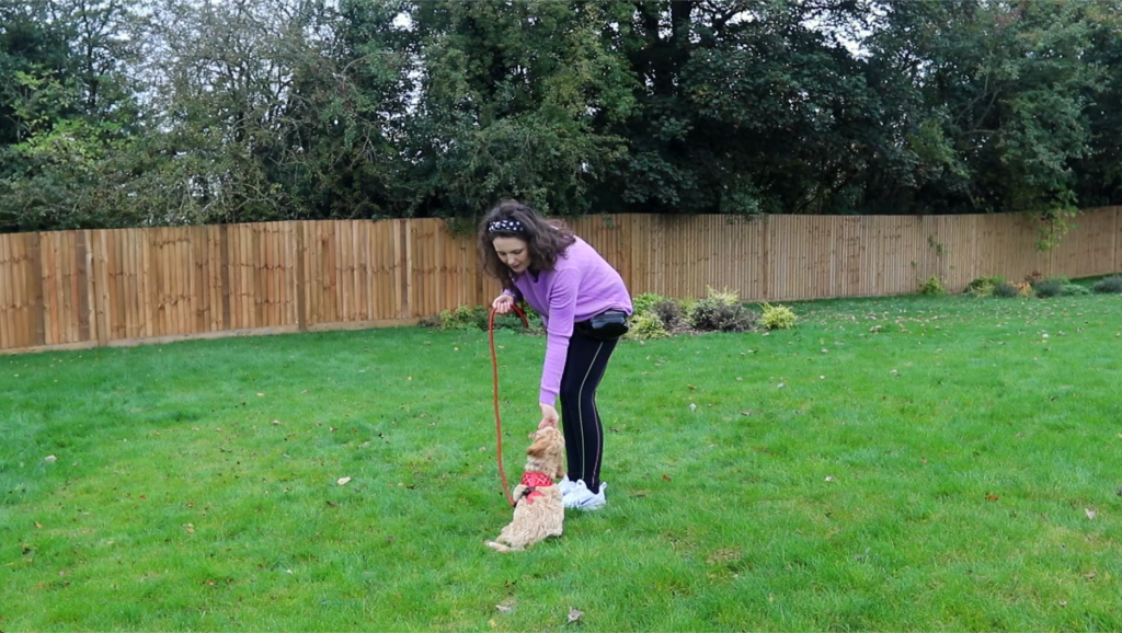 Lisa Sinnott offers her top tips for improving your dog's recall.