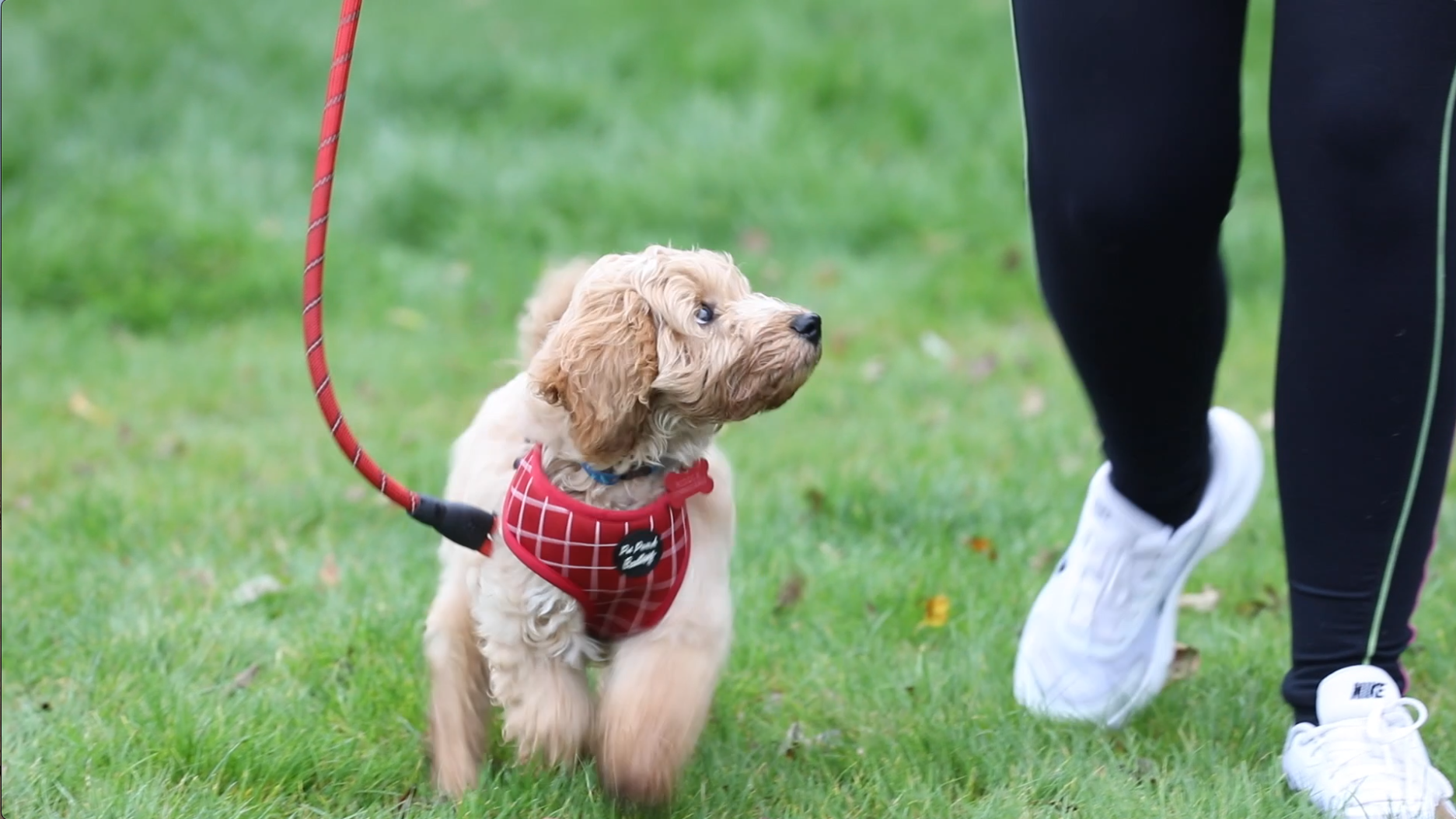 Lisa Sinnott offers her top tips for improving your dog's recall.