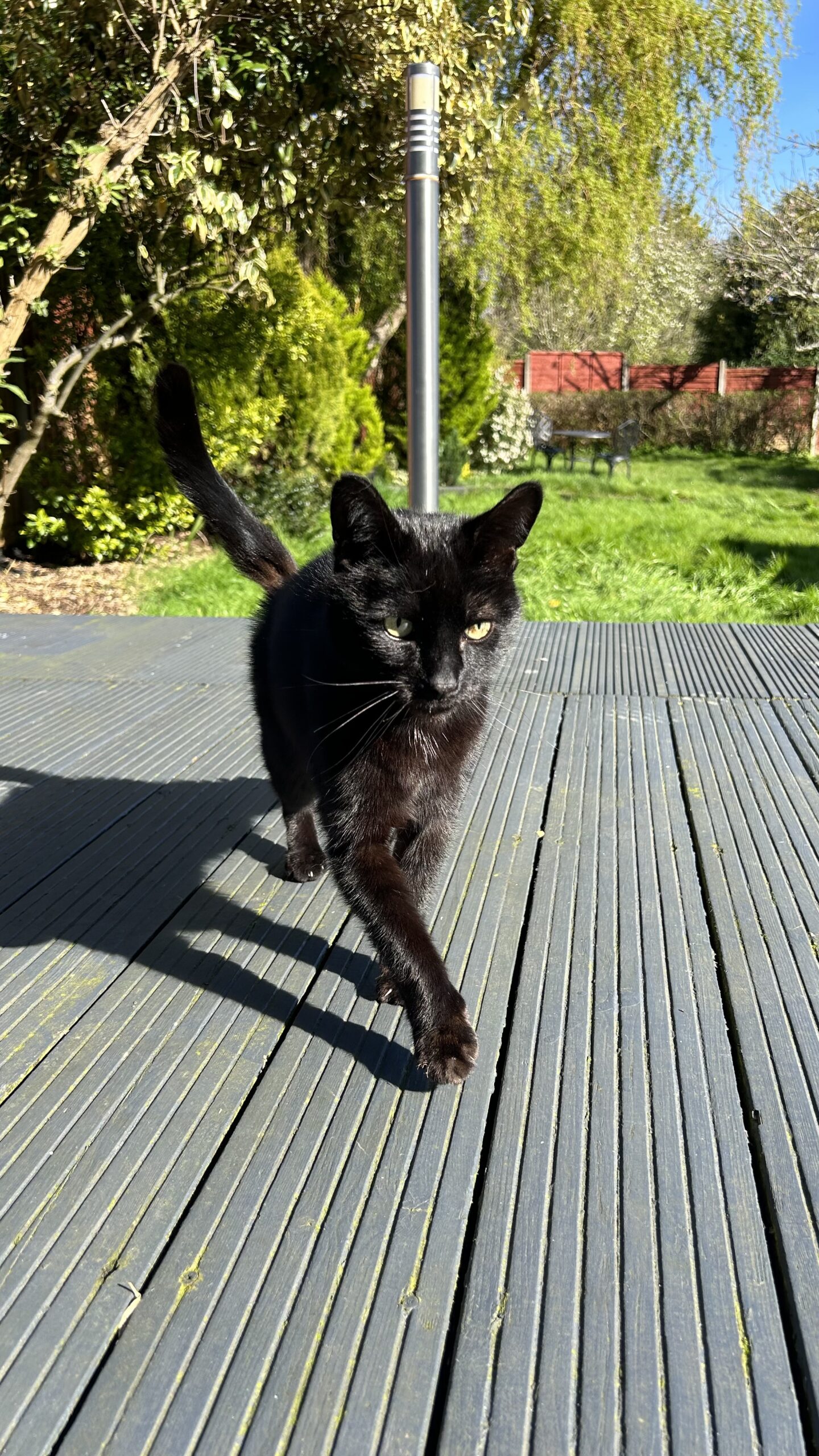 Marmite/Bandit the cat