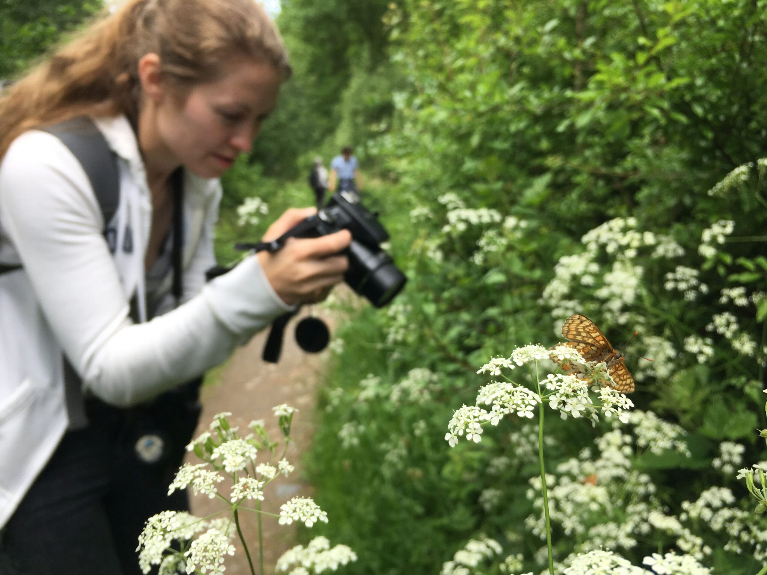 Photographing marsh fritillaries