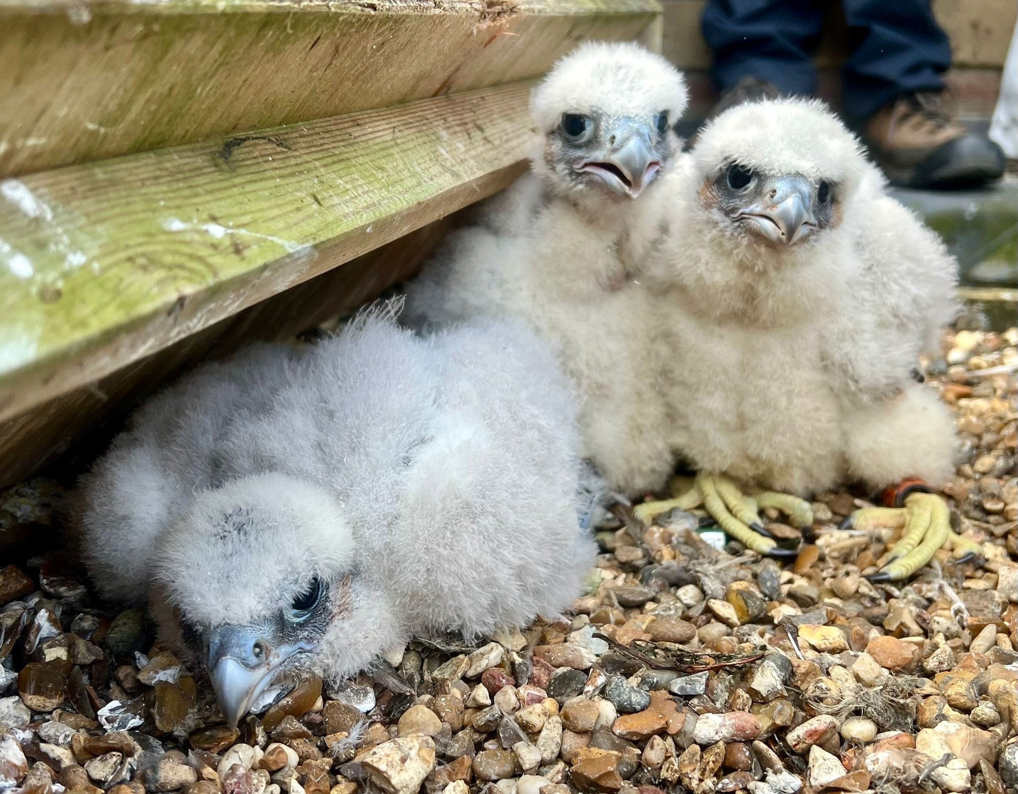 Peregrine chicks back on the nest after being ringed. Photo: Keith Smith