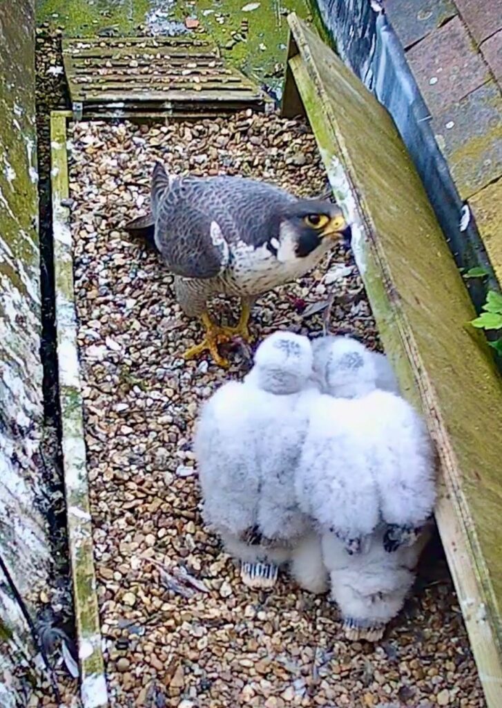 Peregrine chicks being fed after ringing. Photo: Barry Trevis